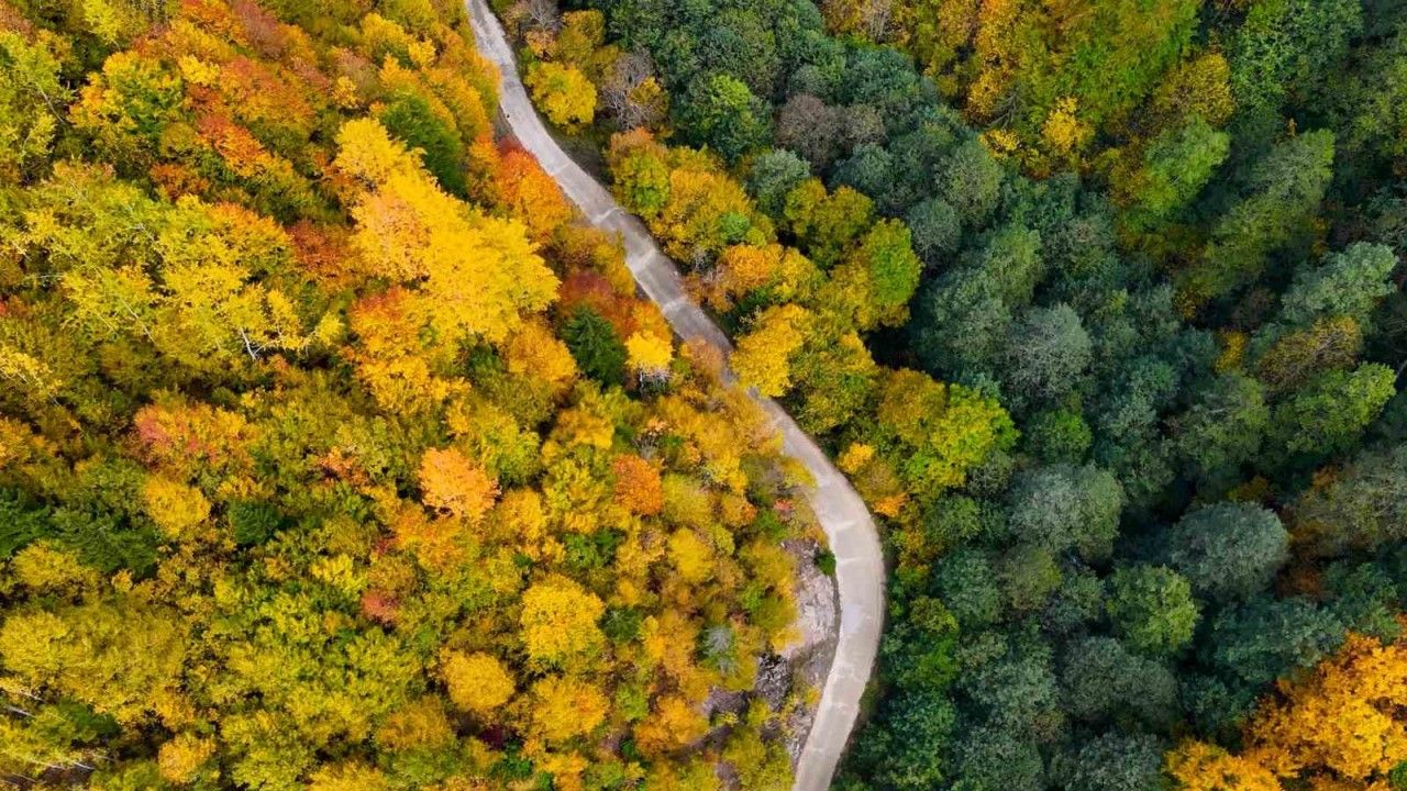 Örümcek Ormanları’nda renklerin muhteşem dansı