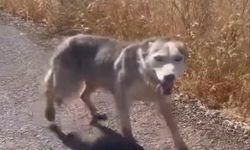 Diyarbakır’da melez kurdu evcil köpek çağırır gibi çağırdılar