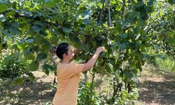 Trabzon fındık rekolte çalışması tamamlandı