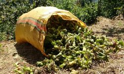 Giresun’da fındık hasadı başladı