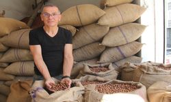 Giresun’da serbest piyasa fındık fiyatı, TMO’nun fiyatlarının üzerine çıktı