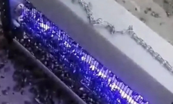 Kahverengi kokarcaya ultraviyole çözüm