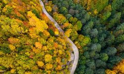 Örümcek Ormanları’nda renklerin muhteşem dansı