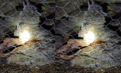 Koyun sürüsüne saldıran kurta çoban köpekleri geçit vermedi