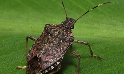 Kokarcanın fındıktaki zararı derinleşiyor