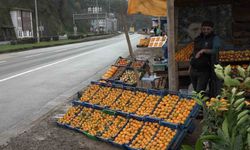 Derepazarı mandalinasında hasat başladı
