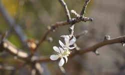 Kasım ayında çiçek açan elma ağacı şaşırttı