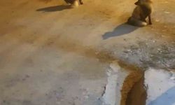 Tilkileri için yaylayı terk edip şehre gidemiyor