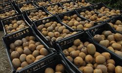 Kivi üreticilerinin İran kivisi endişesi