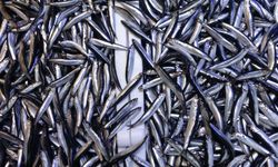 Denizdeki hamsi bolluğu ihracat rakamlarına yansımadı