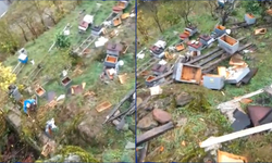 Araklı’da ayılar 50’den fazla kovanı telef etti