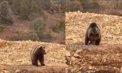 Yol kenarındaki ayıya ’hamsi’ ziyafeti verdiler