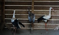 Yaban hayatına merhamet eli