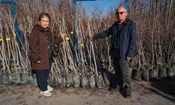 75 üreticiye 3 bin 600 Trabzon Hurması fidanı