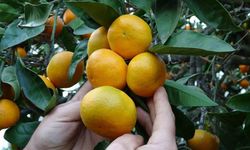 Narenciye hasadı başladı