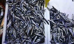 Beklenen Gürcistan hamsisi gelmeyince tezgahlar buzhane hamsisine kaldı