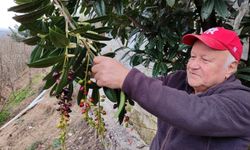 Kış ortasında yalancı bahara aldanan karayemiş ve dut ağaçları çiçek açıp meyve verdi