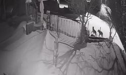 Artvin'de aç kalan kurt sürüsü yerleşim alanına indi