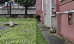 Porsuk yanlışlıkla site bahçesine girerse...