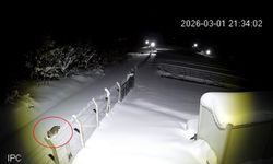 Ordu'da nesli tükenmekte olan vaşak görüntülendi