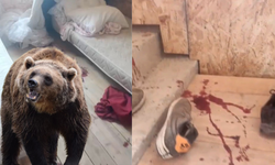 Trabzon'da yayla evine giren ayı ortalığı savaş alanına çevirmiş