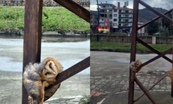 Sevimli Baykuş sokak direğinde uyuya kaldı