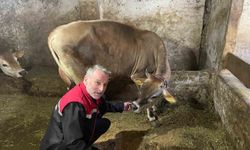 Danimarka ve Amerika'dan getirildiler, Of'a kısa sürede uyum sağladılar