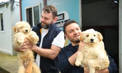 Dünya Sokak Hayvanları Günü'nde anlamlı çağrı