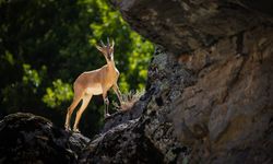 Türkiye Güzellikleri Fotoğraf Ödülleri açıklandı