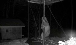 Aç kalan ayı kovanlara ulaşmak için düz demire tırmanmaya çalıştı