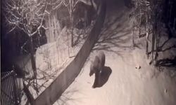 Artvin'de aç kalan ayılar köylere indi