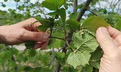 Fındıkta don riski yok, üreticiyi kokarca korkutuyor