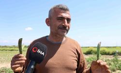 Trabzon hamsisi derler ya, bunlar da öyle