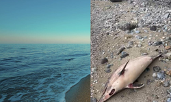 Trabzon'da yunus balığı ölümleri