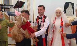 Düğünde altın değil keçi takıldı