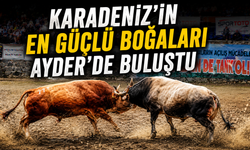 Ayder'de nefes kesen boğa güreşleri