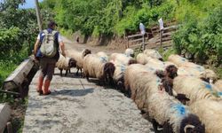 Yayla göçü başladı