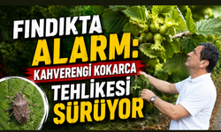 Fındık bahçelerinde sessiz tehdit