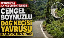 Trabzon'da çengel boynuzlu dağ keçisi yavrusu ilk kez bir karayolunda görüntülendi.