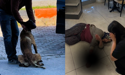 Tekmelere aldırmayan köpek kadının kolunu kopardı