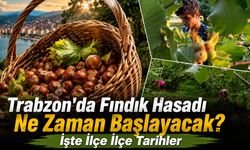 Komisyon kararını verdi! Trabzon'da fındık hasat takvimi netleşti