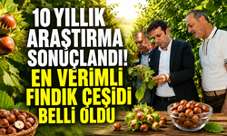TAGEM destekli dev araştırma tamamlandı! Fındıkta verim haritası çıkarıldı