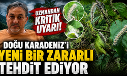 Uzman isim açıkladı! Karadeniz'de popülasyonu patlayan zararlı endişe yarattı