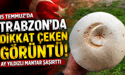 Köprübaşı yaylasında ilginç görüntü! Ay Yıldızlı mantar ilgi odağı oldu