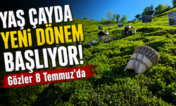 Karadeniz'de çay mesaisi yeniden başlıyor! ÇAYKUR tarihi açıkladı