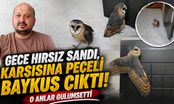 'Hırsız var' diye uyandı,karşısında baykuşu buldu!