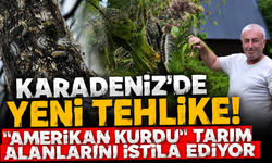 Karadeniz'in yeni kabusu! "Amerikan Kurdu" hızla yayılıyor