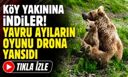 Artvin'de gülümseten anlar! Anne ayı ve yavruları kamerada
