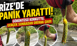 Rize'de korkutan görüntü! Dev tırtılın sırrı çözüldü