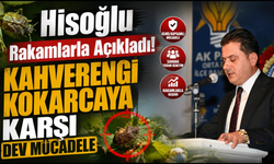 Kokarcaya karşı 140 bin Samuray Arısı! Trabzon’da biyolojik mücadele